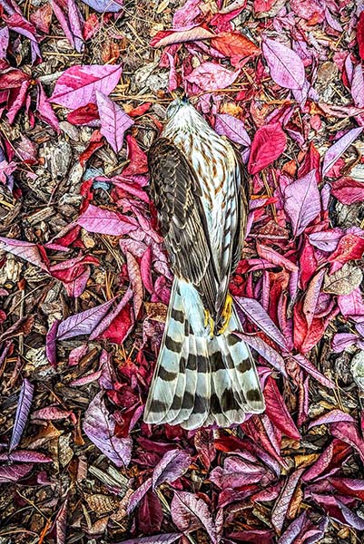 SharpShinnedHawk