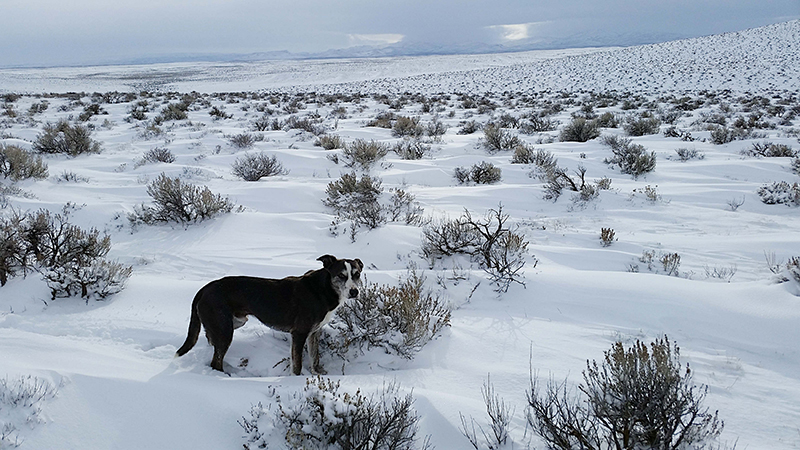 Cow-Dog-Amos_Courtesy-Brian-and-Chris-Collett