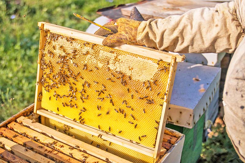 Beekeeper taking out a new beehive frame