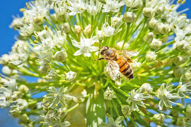 A western honey bee (Apis mellifera) gathers pollen on onion flowers in Boise, Idaho. Original public domain image from Flickr