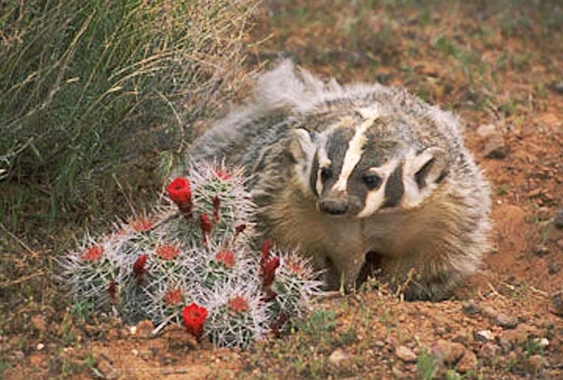 AmericanBadger_IDFW