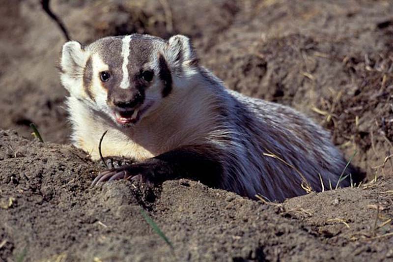 Badger_Alchetron