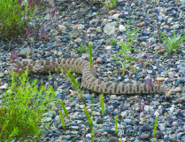 Machaeranthera canescens and rattlesnake