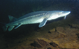 White sturgeon