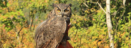 A wildlife rehabilitation expert describes the rescue, recovery, and return of a great horned owl to the northern Idaho forest. 